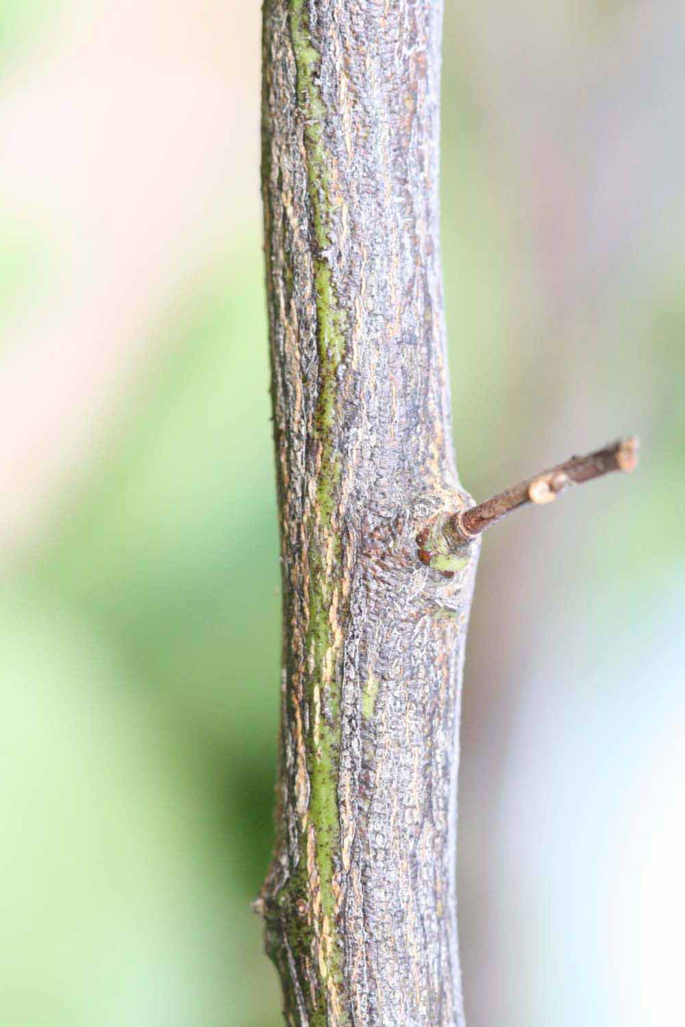              Second - third year twig (Riverside, CA)       